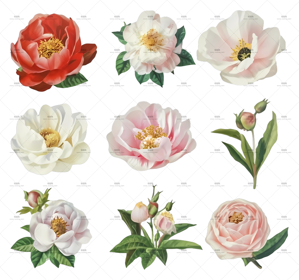 用于装饰的牡丹花束PNG免抠图预览图