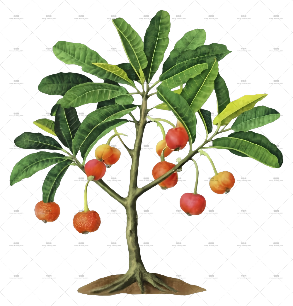 带成熟水果的水果树PNG免抠图预览图