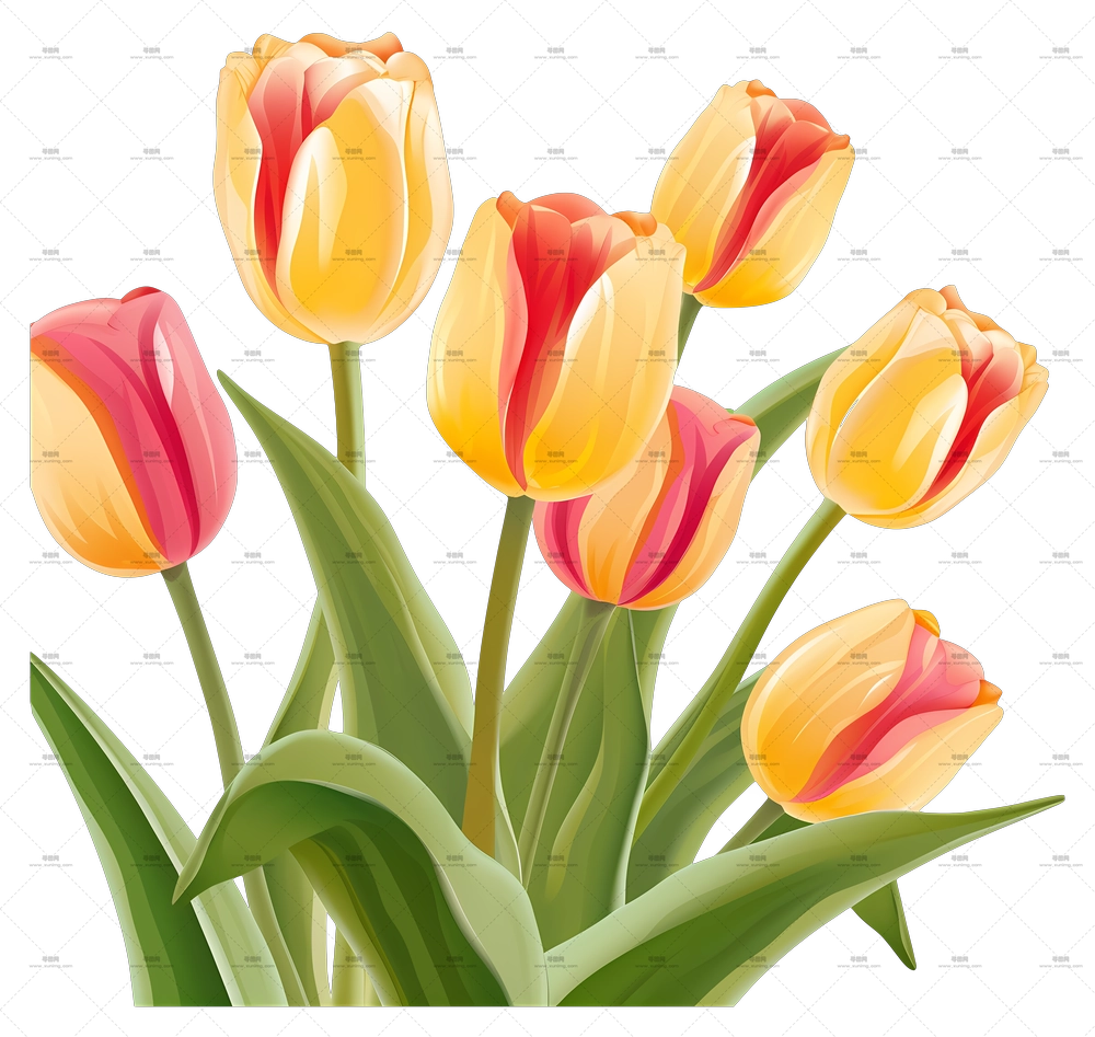 黄色和红色郁金香插画PNG免抠图预览图 黄色和红色郁金香插画PNG免抠图预览图