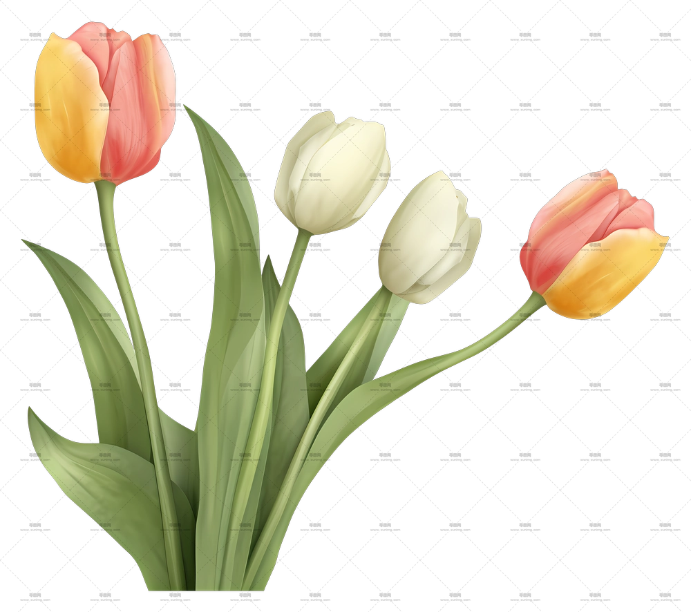 真实郁金香，色彩鲜艳PNG免抠图预览图