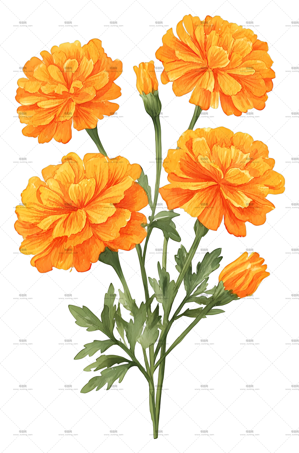 万寿菊束 – 盛开的橙黄色万寿菊PNG免抠图预览图 万寿菊束 – 盛开的橙黄色万寿菊PNG免抠图预览图
