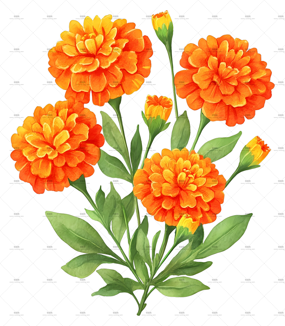 万寿菊束 – 盛开的橙黄色万寿菊花朵PNG免抠图预览图 万寿菊束 – 盛开的橙黄色万寿菊花朵PNG免抠图预览图