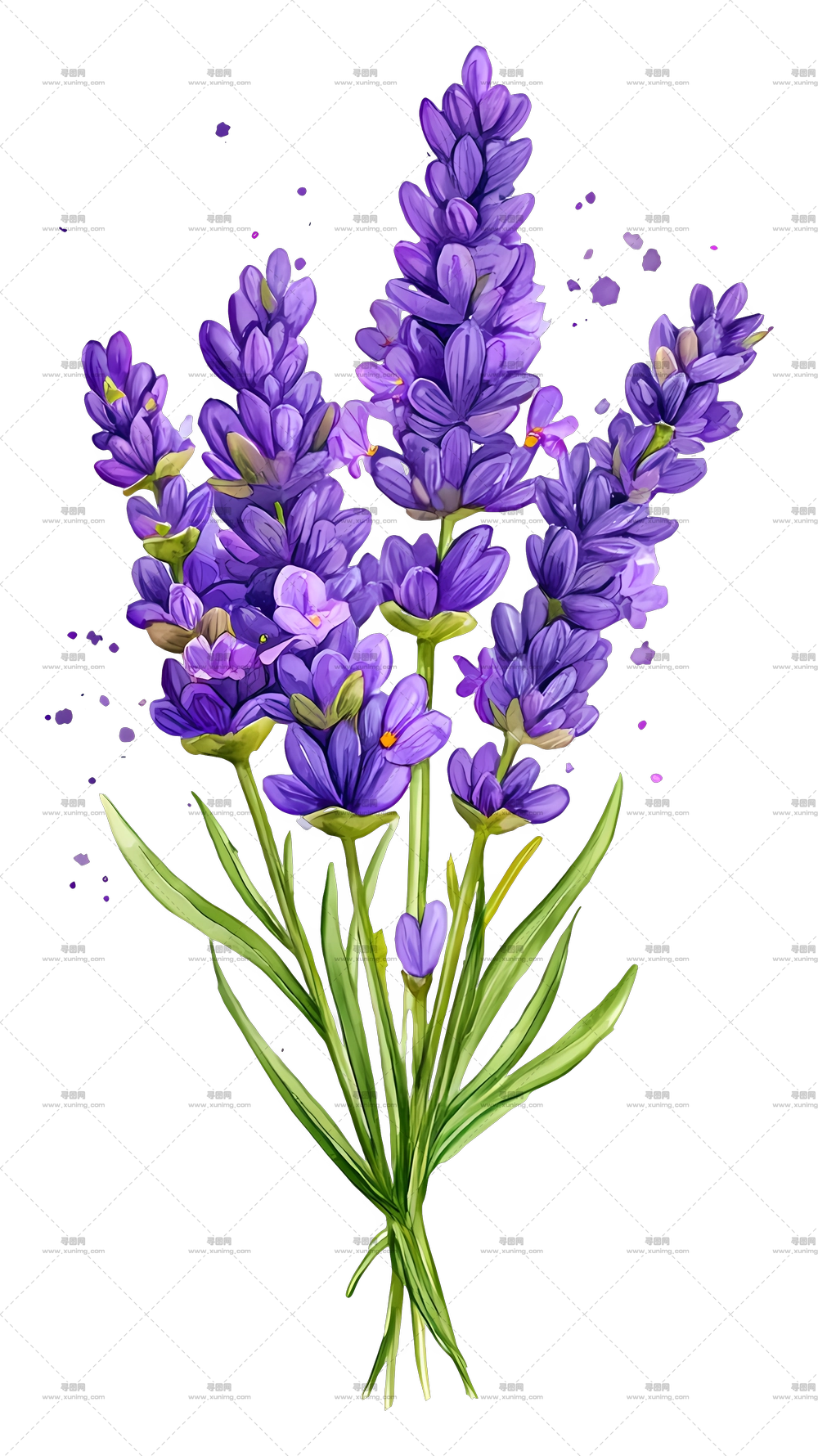 薰衣草花束 – 紫色薰衣草花PNG免抠图预览图 薰衣草花束 – 紫色薰衣草花PNG免抠图预览图