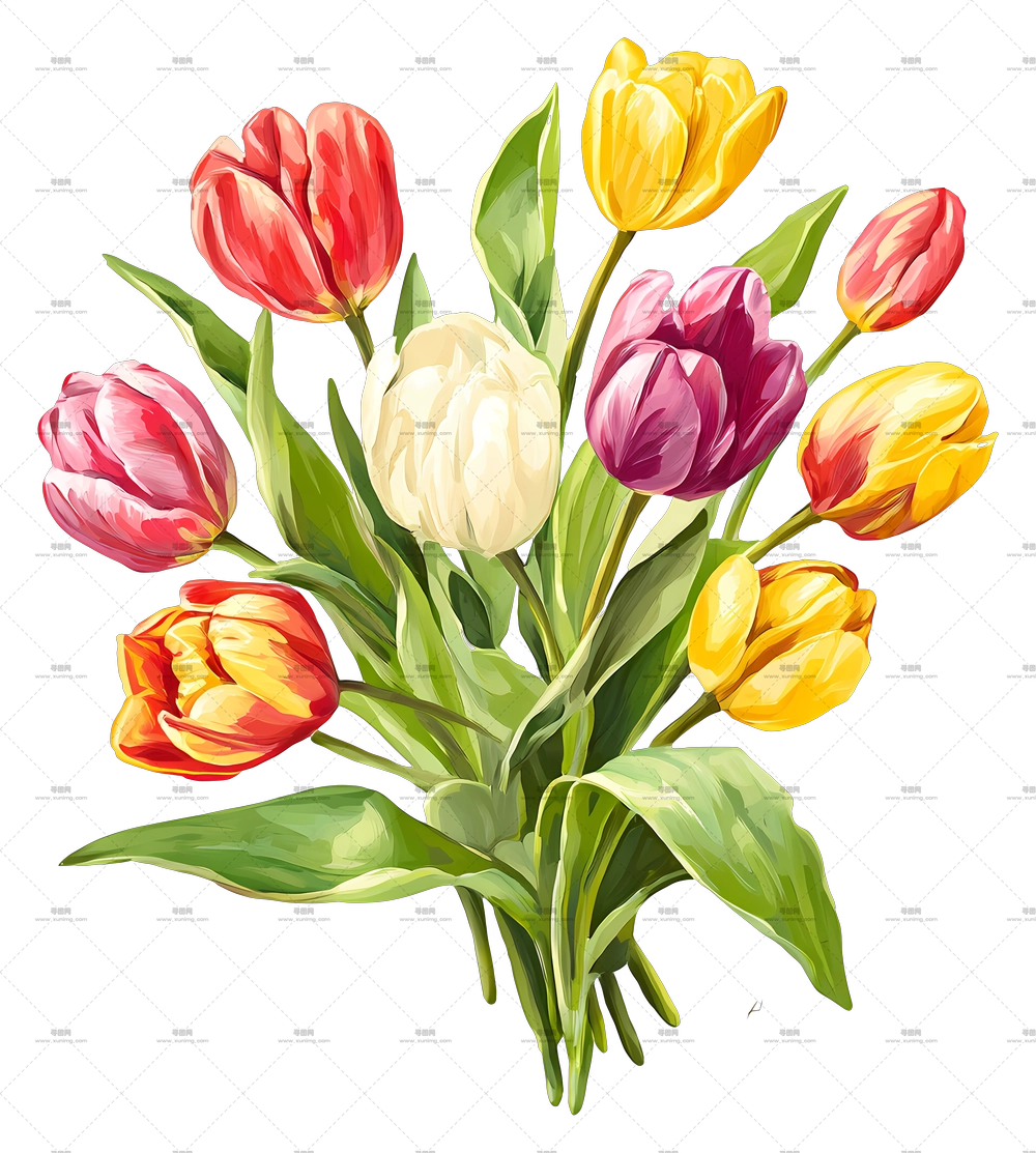 郁金香花束 – 美丽多彩的郁金香花束PNG免抠图预览图