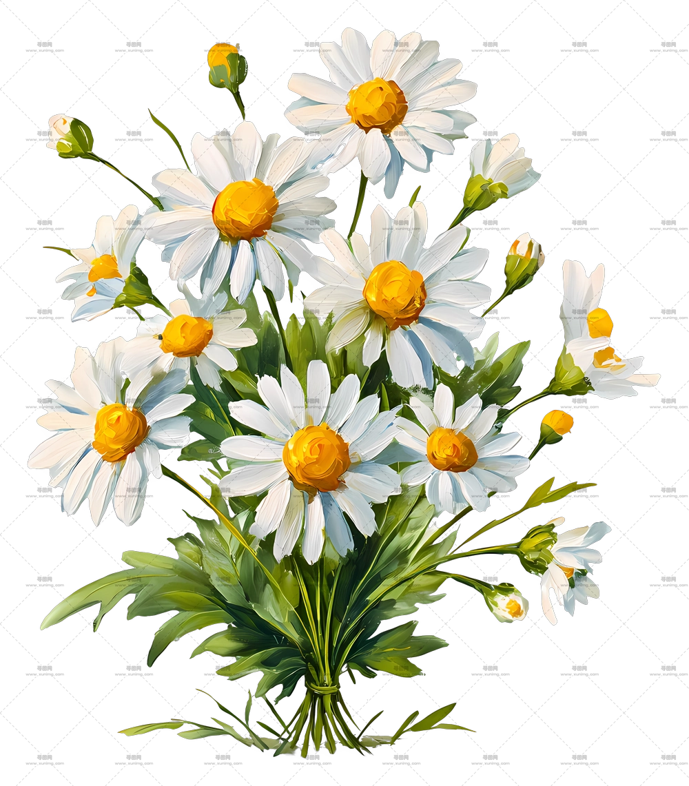 雏菊花束 – 美丽的雏菊花束PNG免抠图预览图