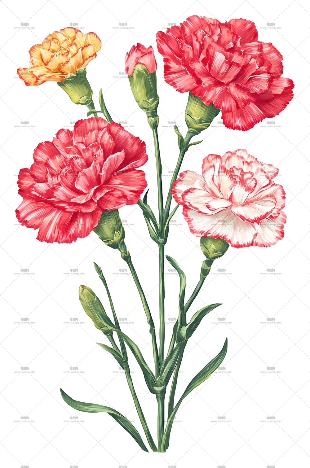 康乃馨花束 – 盛开的粉色康乃馨PNG免抠图预览图