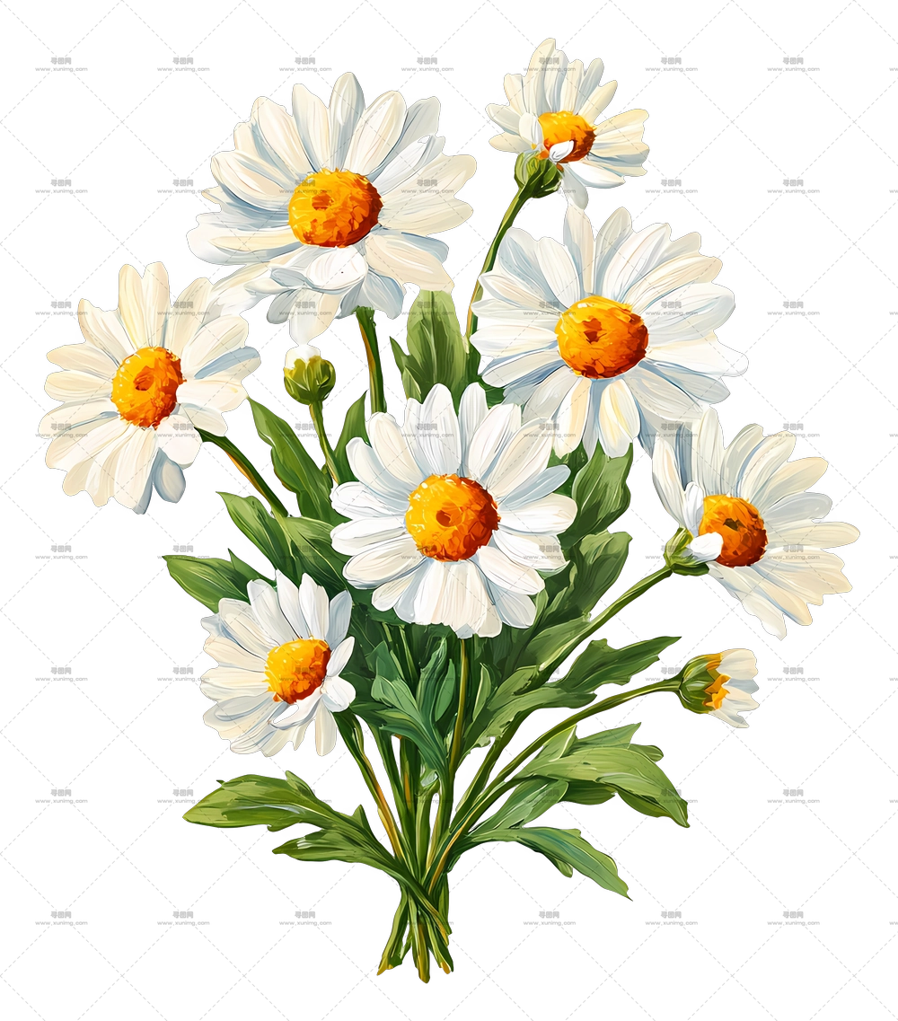 雏菊花束 – 洋甘菊花卉植物艺术PNG免抠图预览图