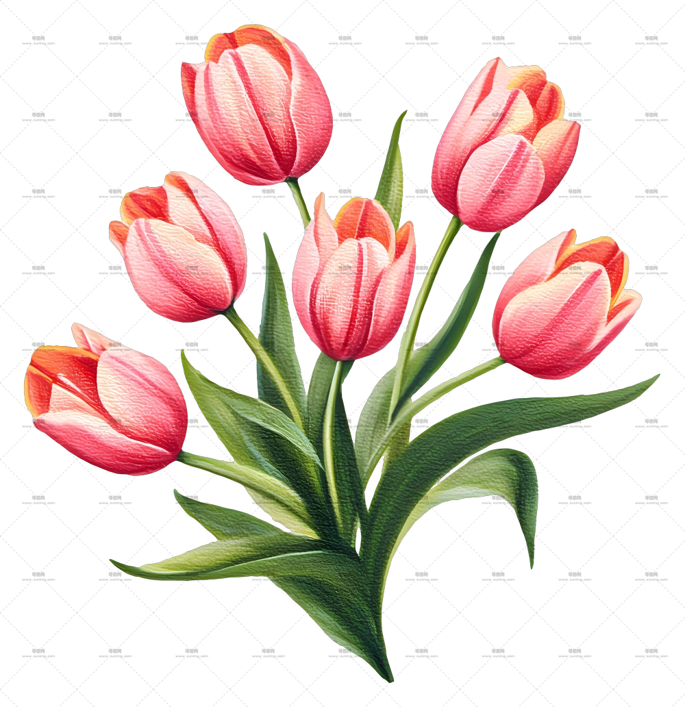 郁金香花束 – 盛开的美丽粉色郁金香PNG免抠图预览图