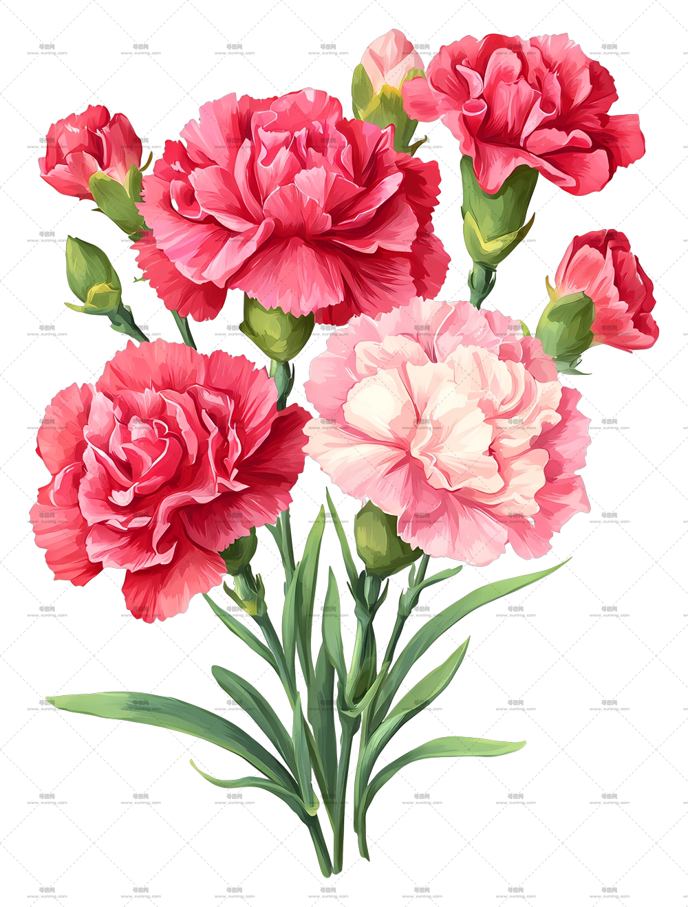 康乃馨花束 – 康乃馨花束PNG免抠图预览图