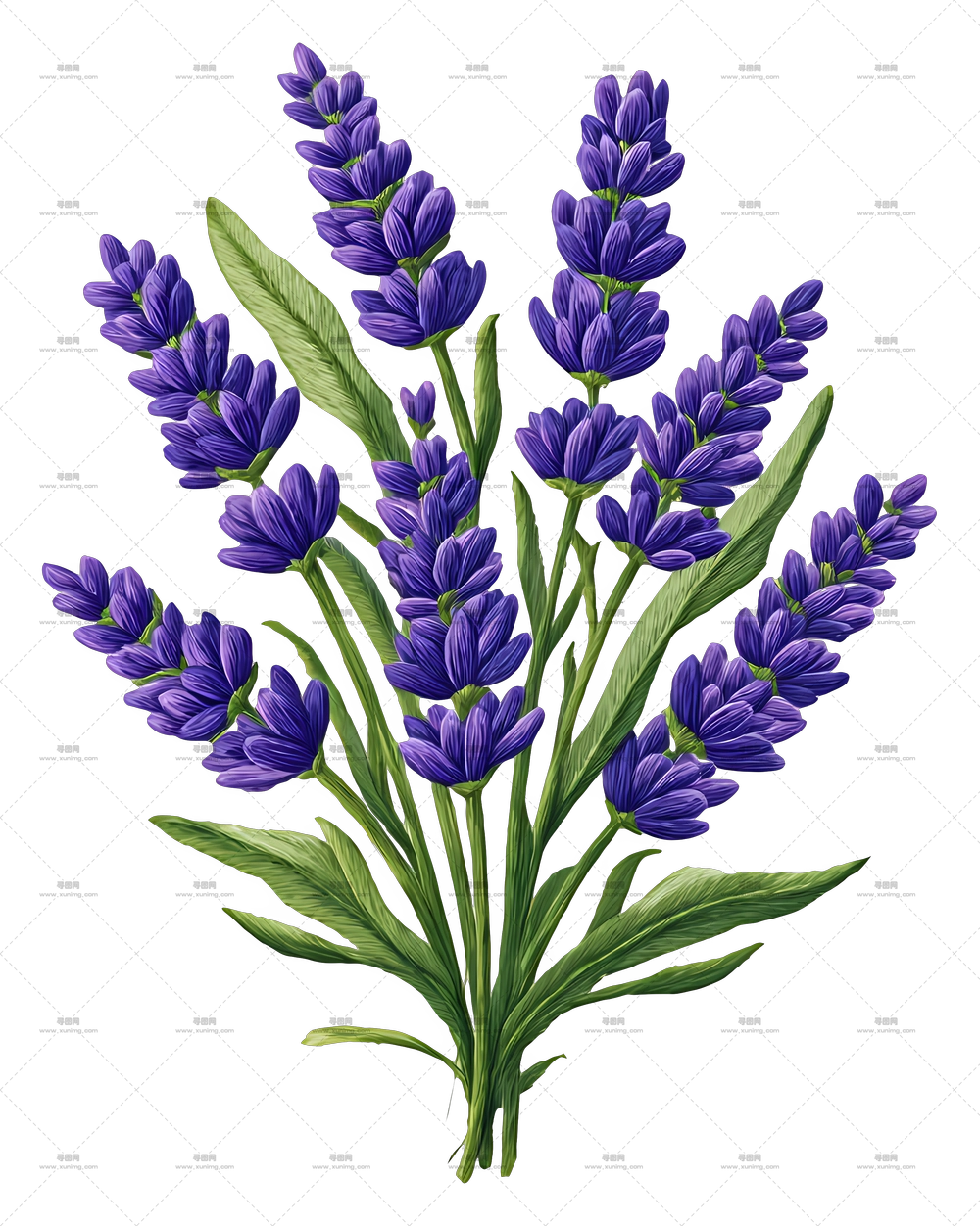 薰衣草花束 – 薰衣草花朵插画PNG免抠图预览图