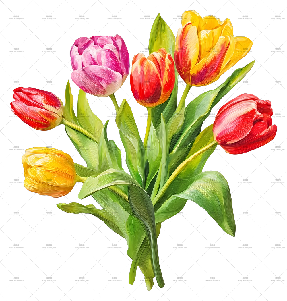 郁金香花束 – 美丽多彩的郁金香花束PNG免抠图预览图