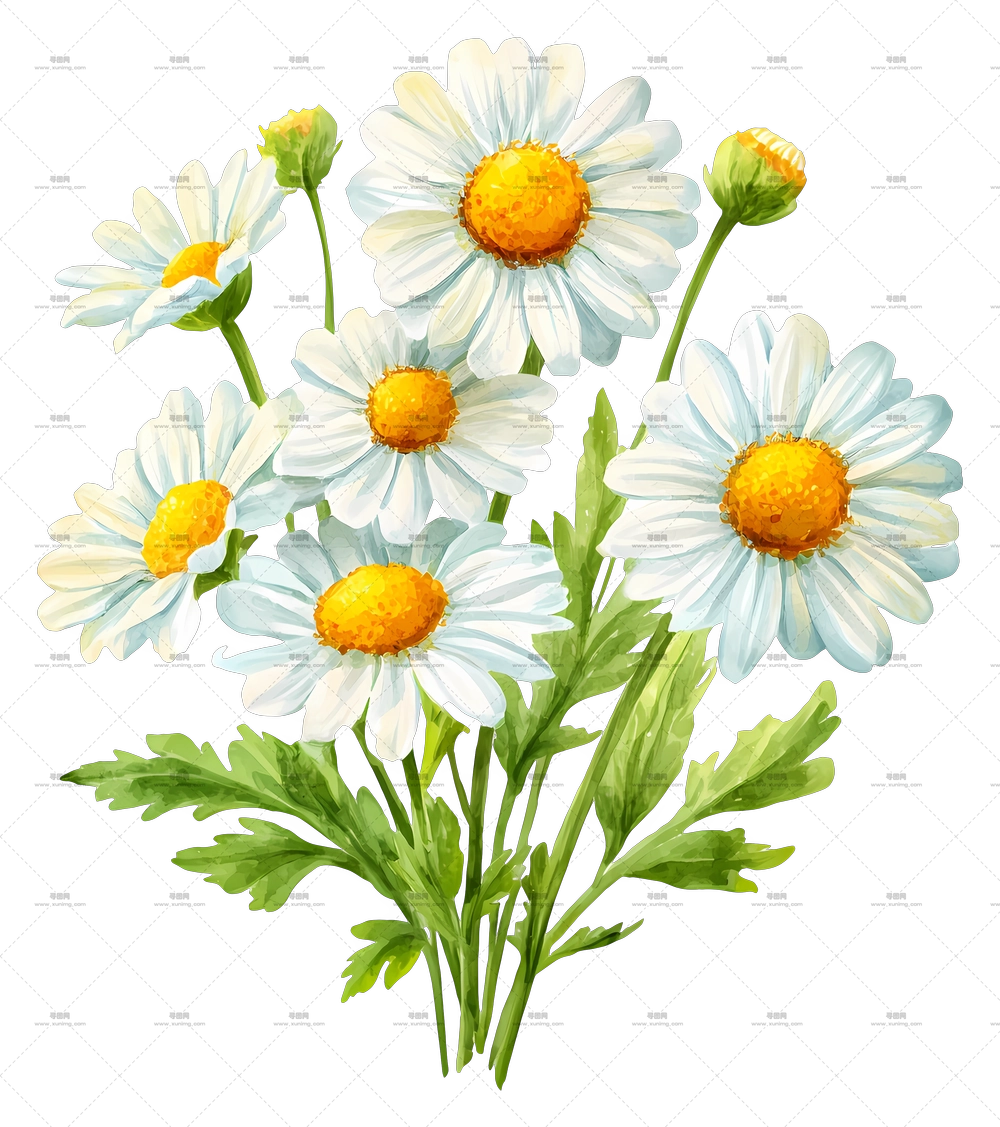 雏菊花束 – 精致白色雏菊PNG免抠图预览图 雏菊花束 – 精致白色雏菊PNG免抠图预览图