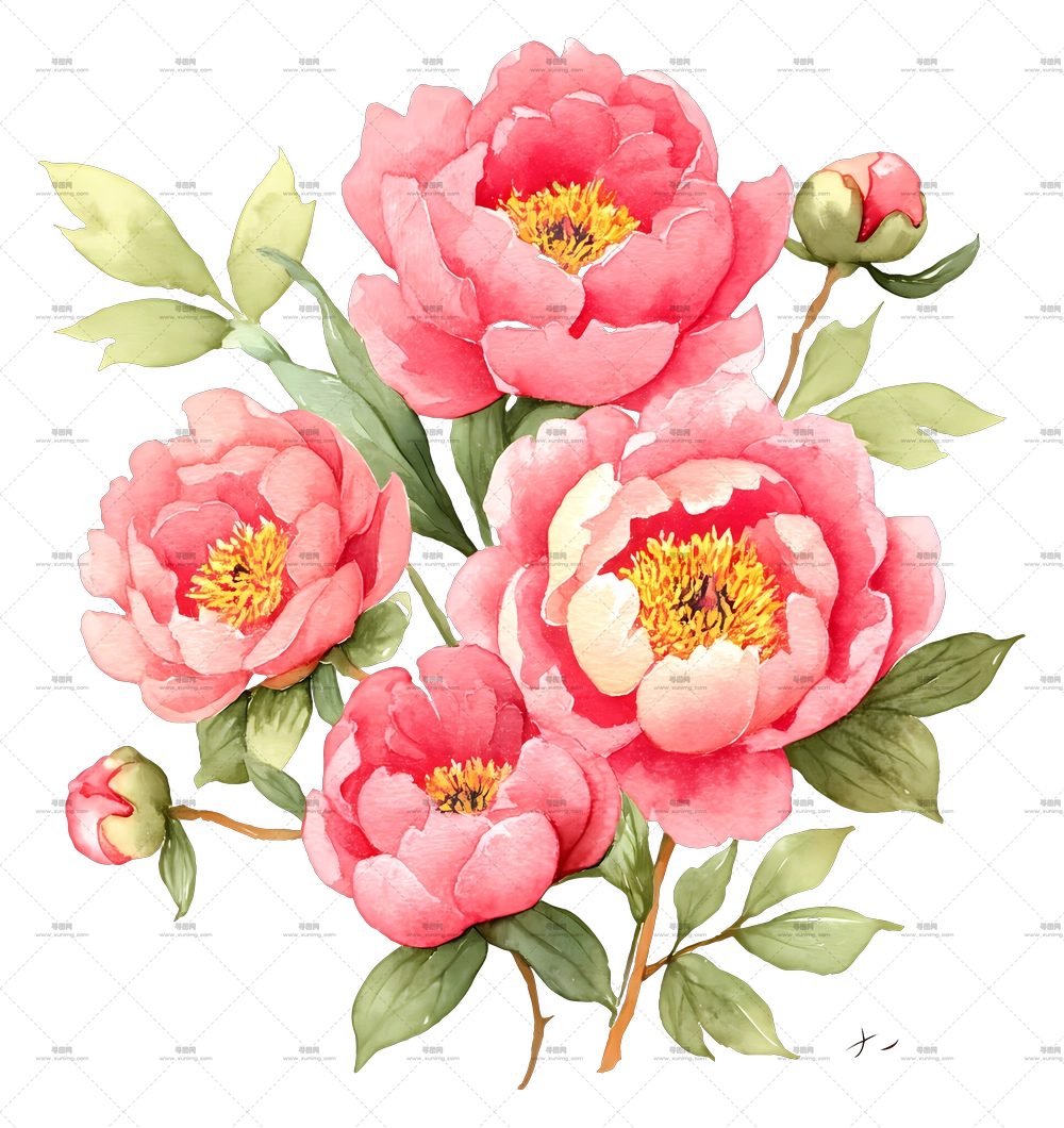 牡丹花束 – 盛开的粉色牡丹花PNG免抠图预览图