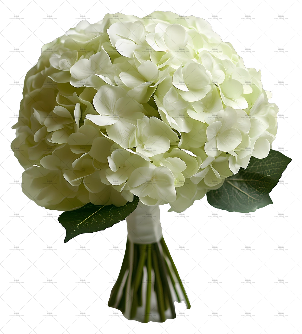新娘花束 – 带绿叶的白绣球花束PNG免抠图预览图