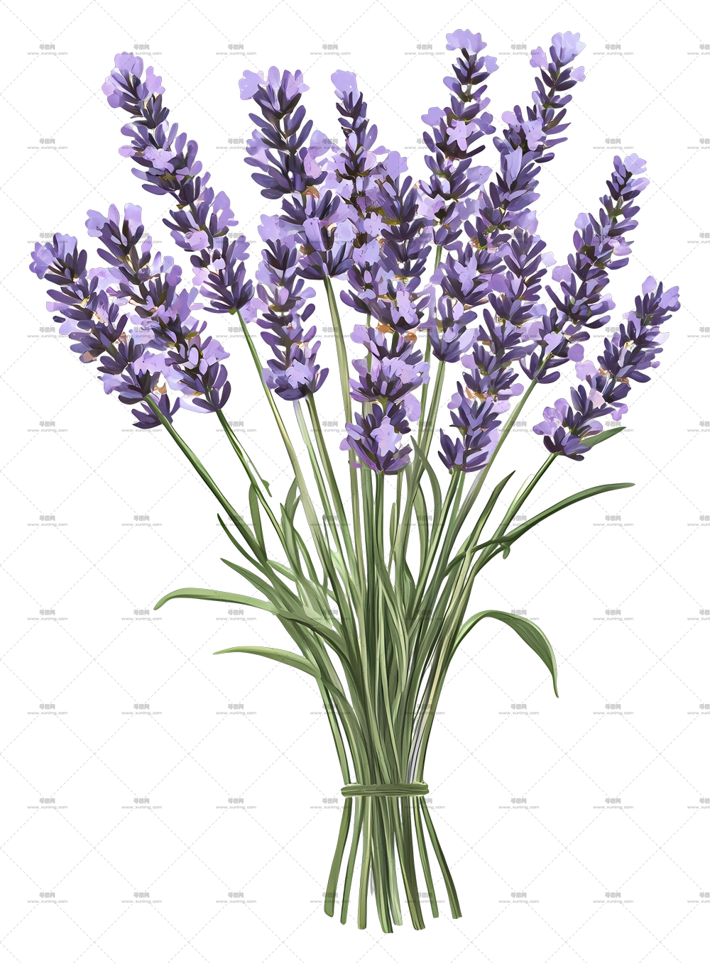 薰衣草花束 – 精美的薰衣草花束插画PNG免抠图预览图 薰衣草花束 – 精美的薰衣草花束插画PNG免抠图预览图