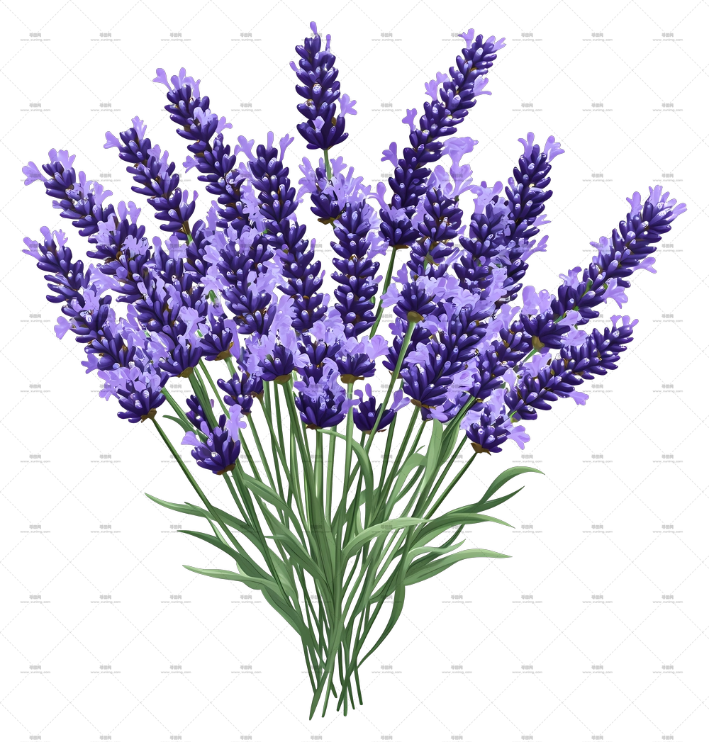 薰衣草花束 – 薰衣草花束插画PNG免抠图预览图