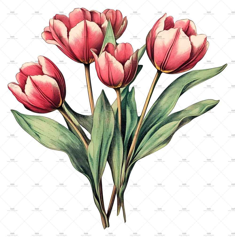 郁金香花束 – 盛开的美丽红色郁金香PNG免抠图预览图 郁金香花束 – 盛开的美丽红色郁金香PNG免抠图预览图