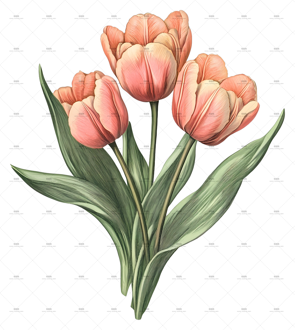 郁金香花束 – 鲜艳红橙色郁金香PNG免抠图预览图 郁金香花束 – 鲜艳红橙色郁金香PNG免抠图预览图