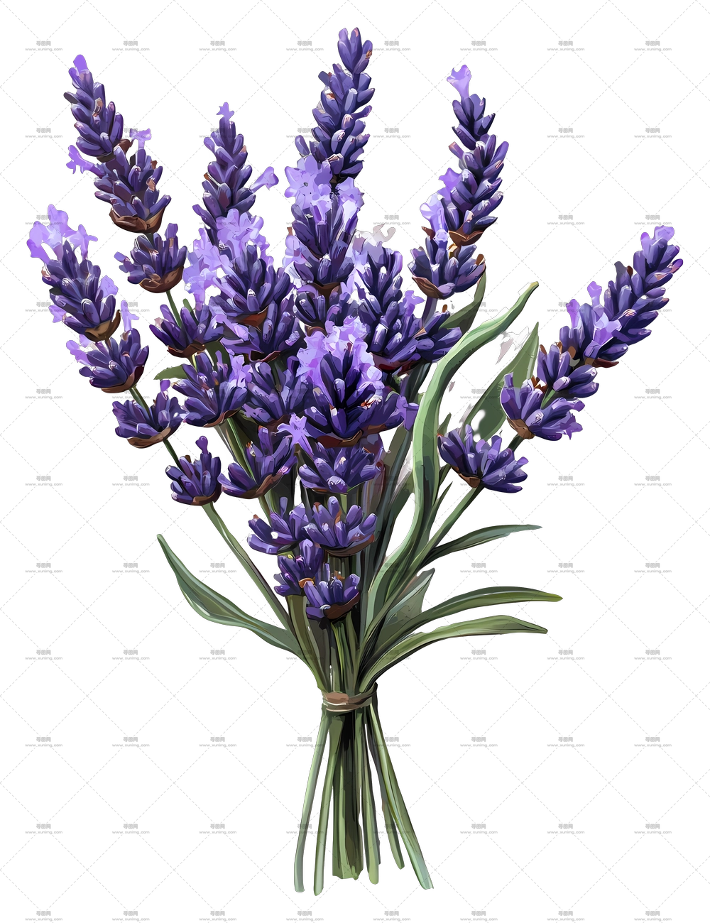 薰衣草花束 – 带自然花茎的紫色薰衣草花束PNG免抠图预览图