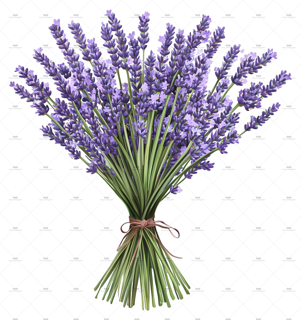 薰衣草花束 – 美丽的紫色薰衣草花束PNG免抠图预览图