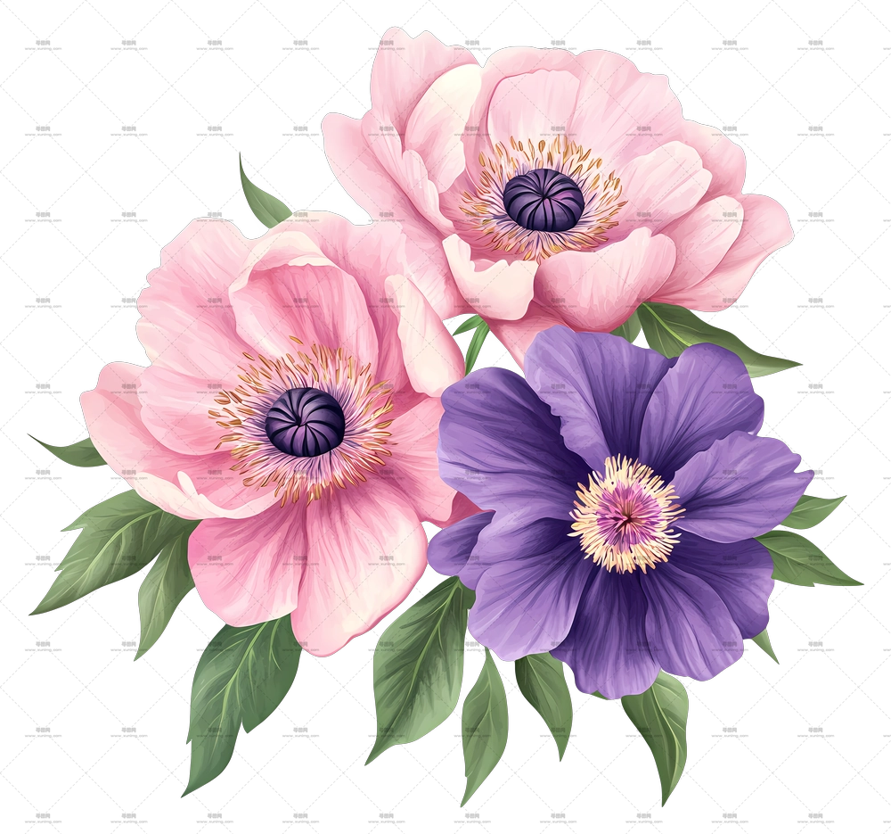 粉色花束 – 粉色和紫色风信子插画PNG免抠图预览图