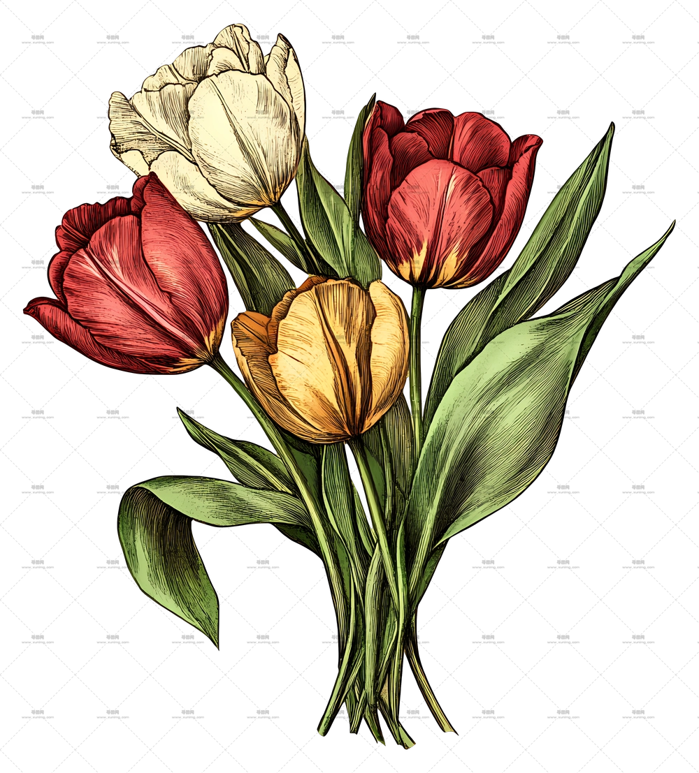郁金香花束 – 多彩郁金香花束的逼真插画PNG免抠图预览图
