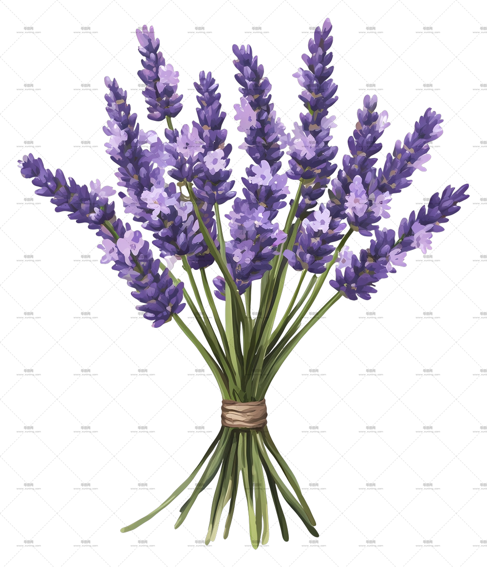 薰衣草花束 – 紫色薰衣草花朵插画PNG免抠图预览图