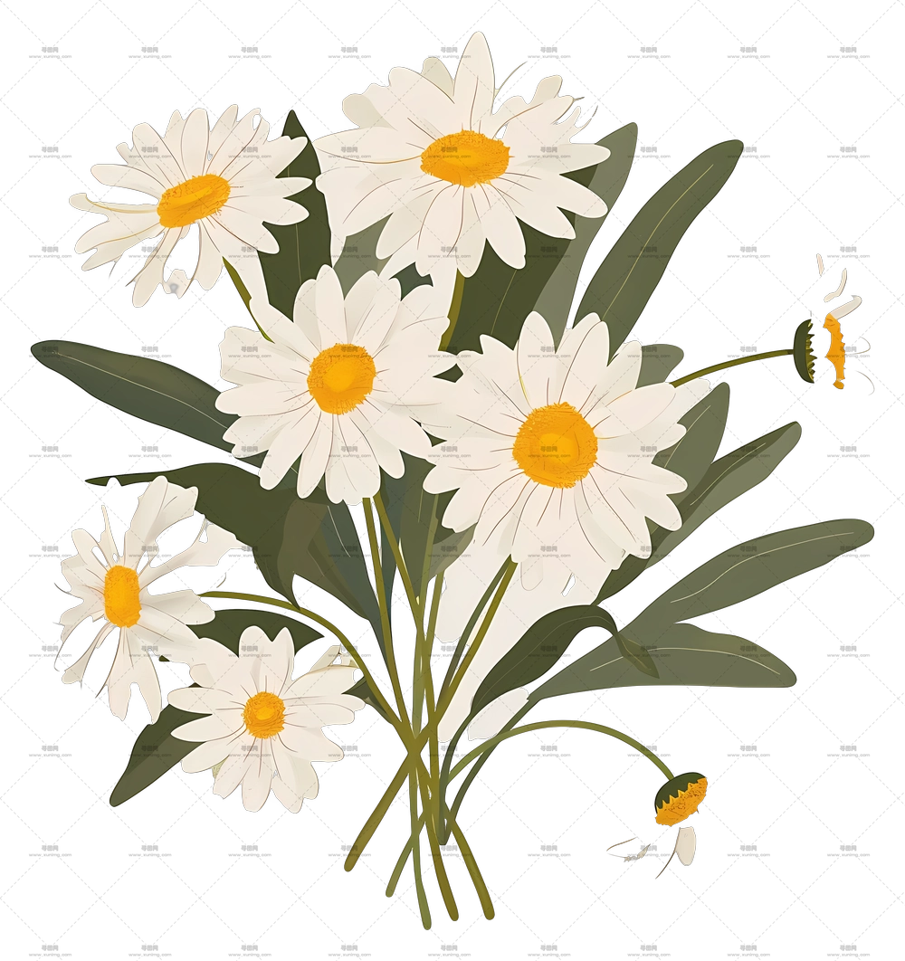 Daisy Bouquet – 可爱的白色雏菊插画PNG免抠图预览图