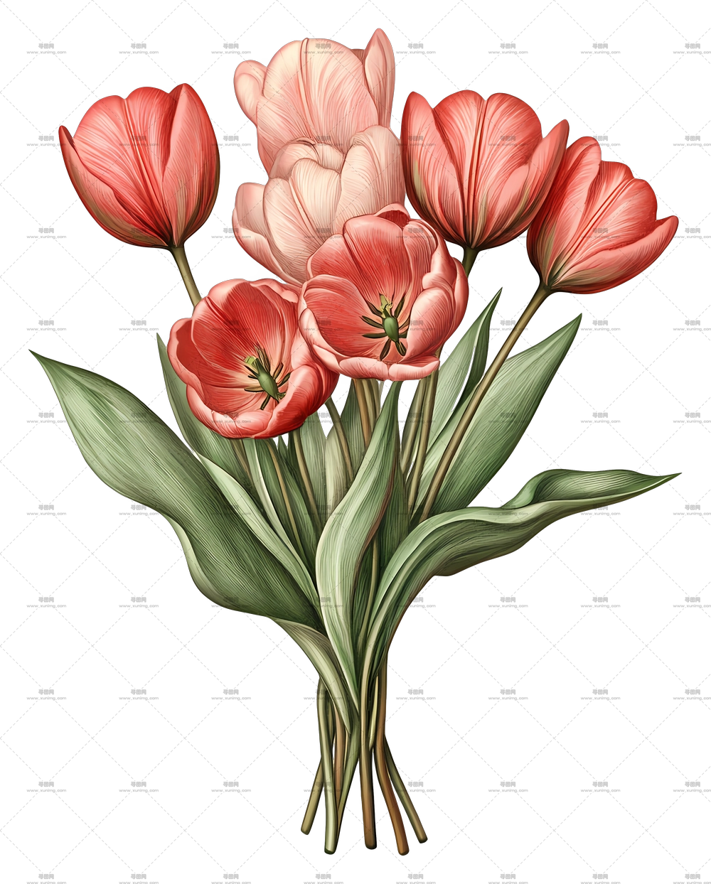 郁金香花束 – 红粉相间郁金香花束插画PNG免抠图预览图