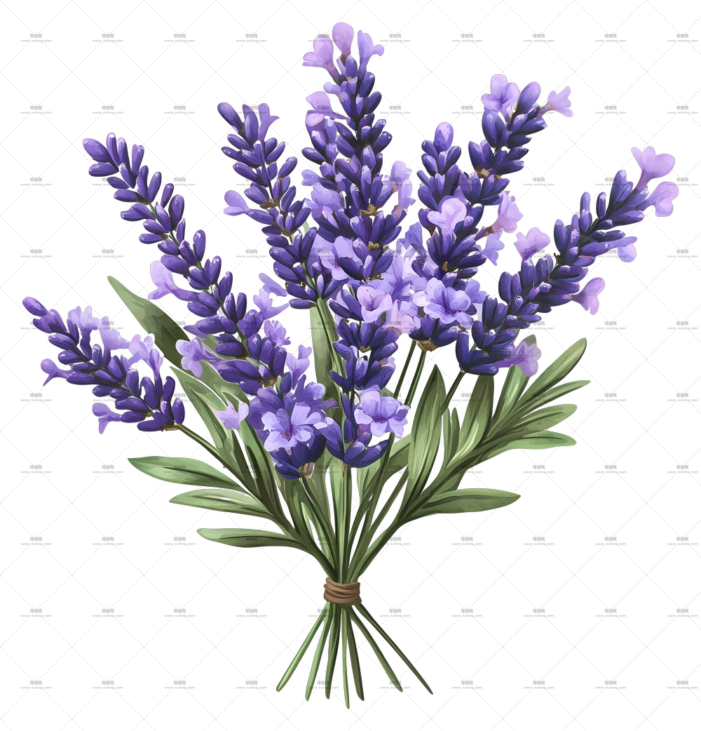 薰衣草花束 – 精美的薰衣草花束插画PNG免抠图预览图