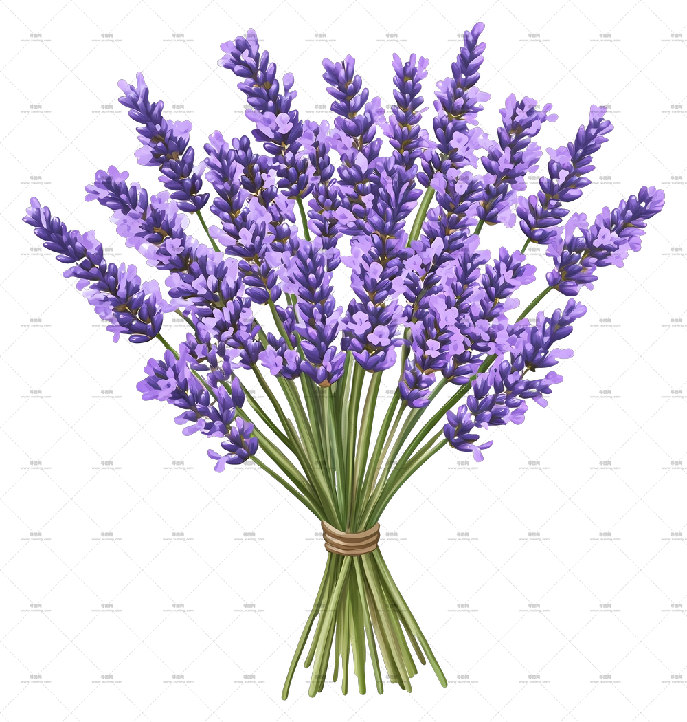薰衣草花束 – 精美的薰衣草花束插画PNG免抠图预览图 薰衣草花束 – 精美的薰衣草花束插画PNG免抠图预览图