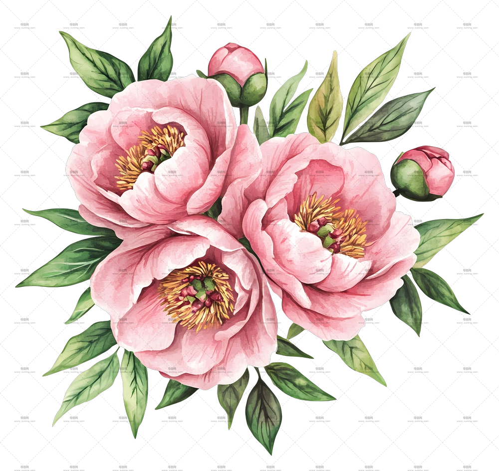 牡丹花束 – 精美的粉色牡丹花束插画PNG免抠图预览图