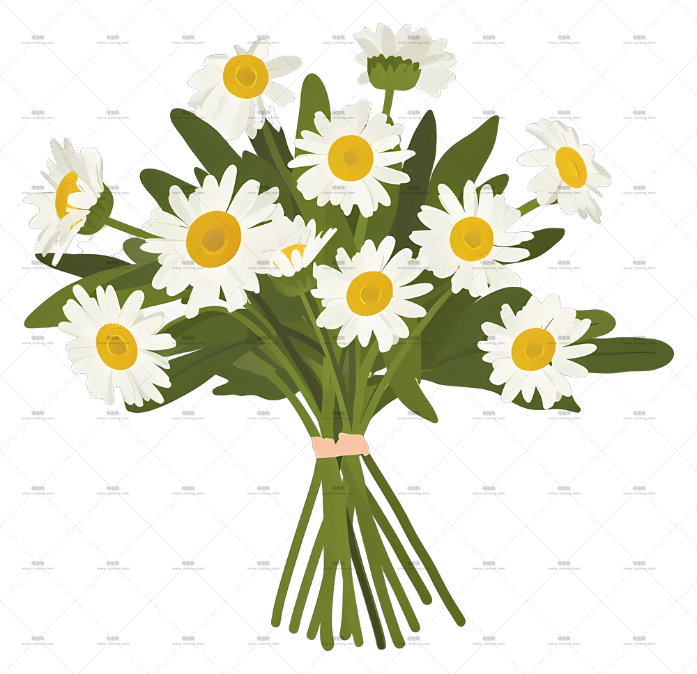 雏菊花束 – 雏菊花束PNG免抠图预览图