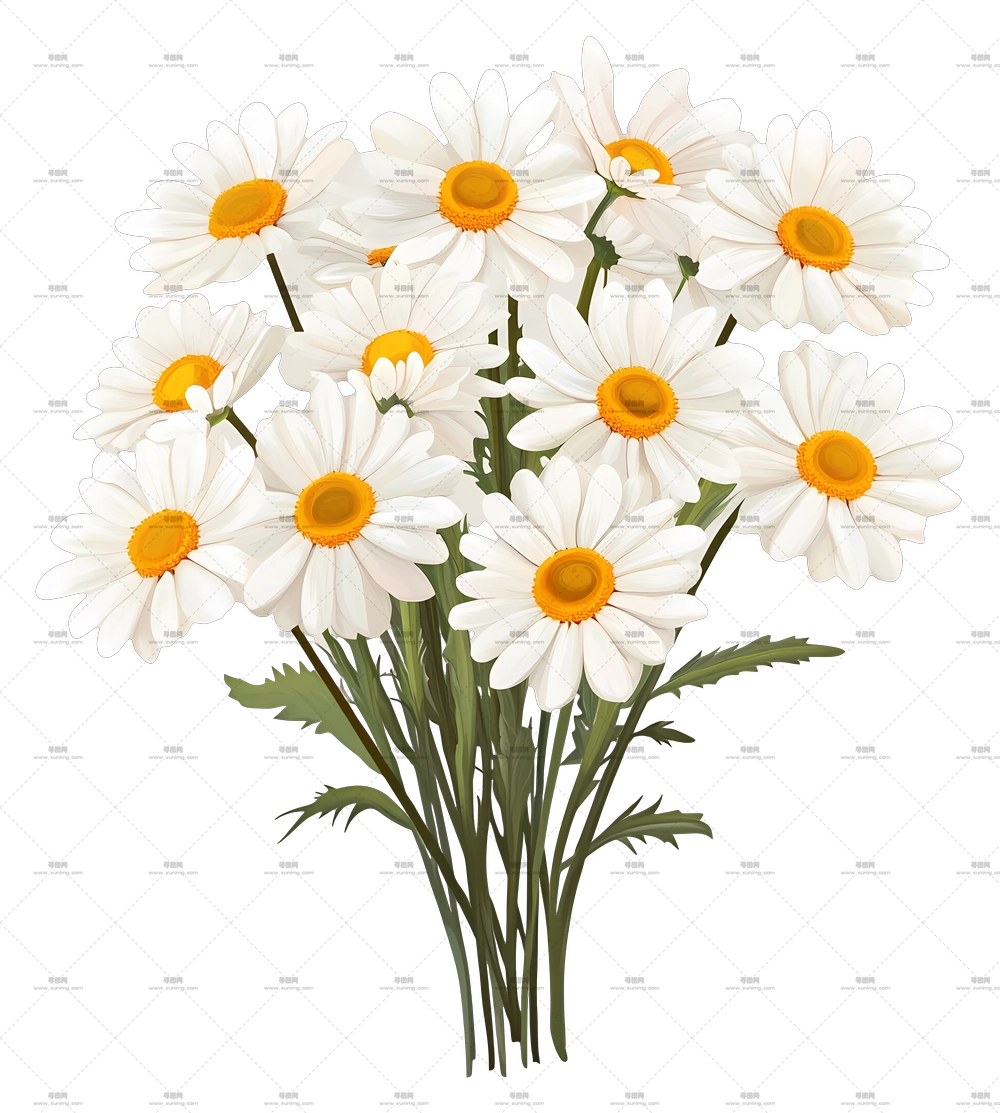 雏菊花束 – 雏菊花束PNG免抠图预览图