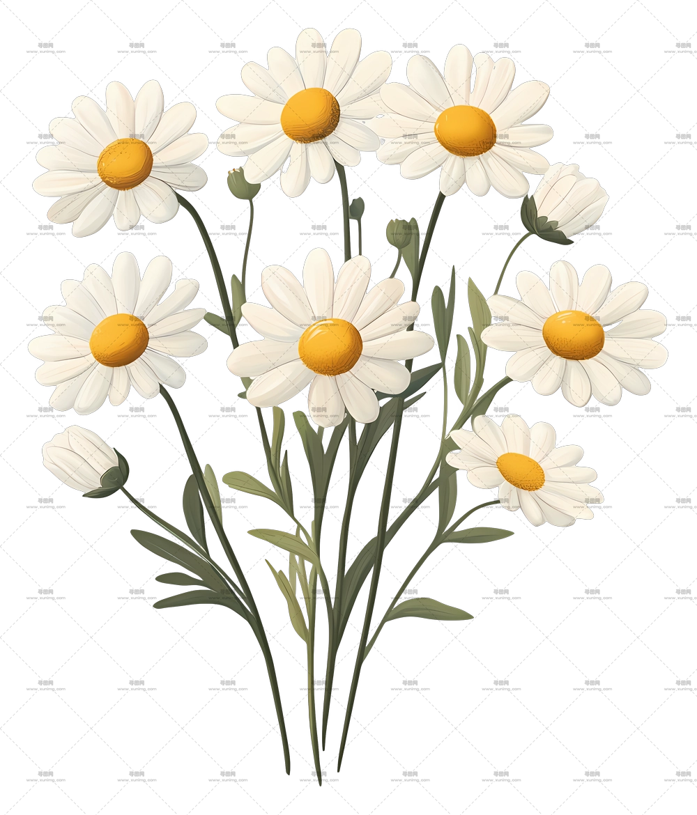 雏菊花束 – 极简风格中的简单雏菊PNG免抠图预览图