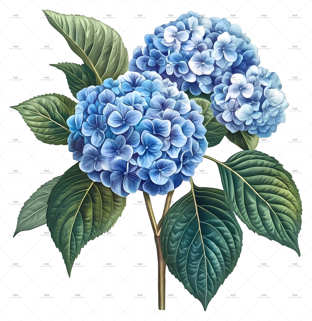 绣球花束 – 美丽的蓝色绣球花与绿叶PNG免抠图预览图