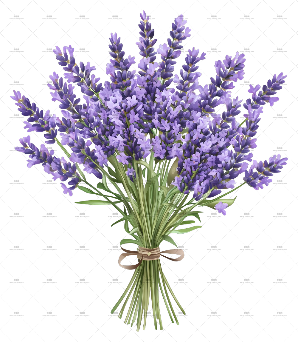 薰衣草花束 – 美丽的薰衣草花束PNG免抠图预览图