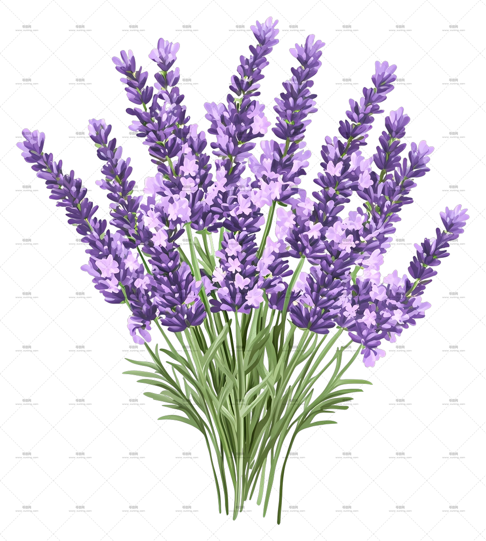 薰衣草花束 – 薰衣草束，用于芳香之美PNG免抠图预览图