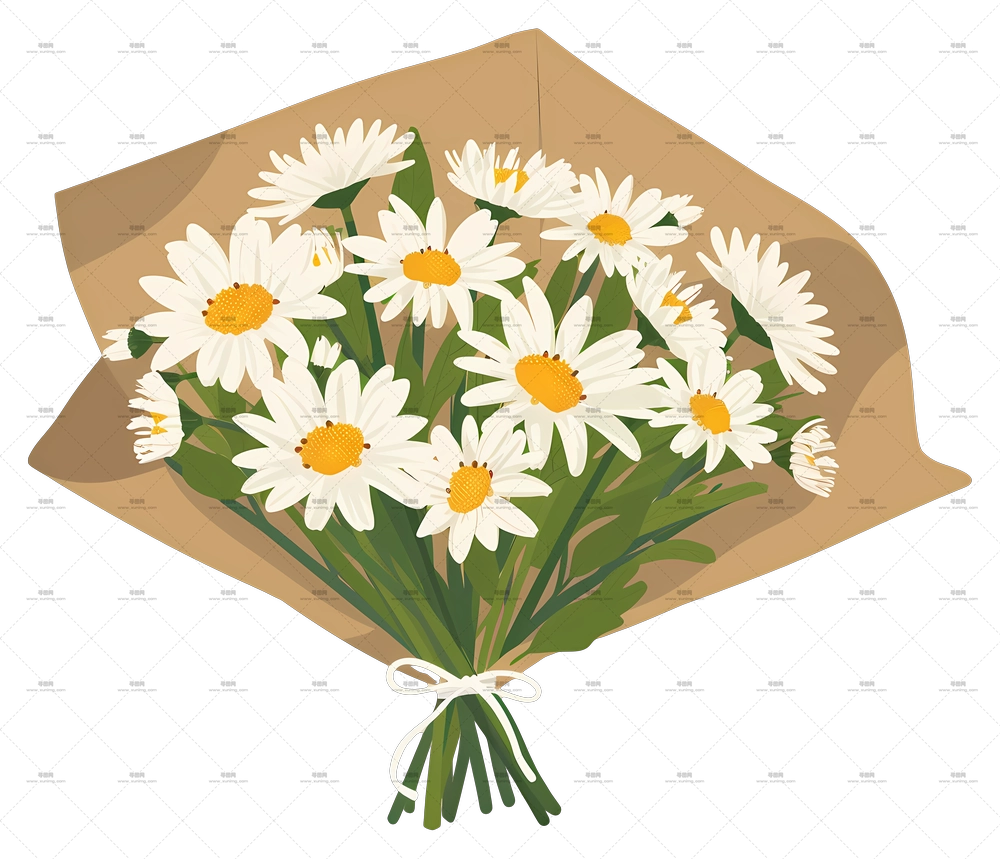 雏菊花束 – 布包裹的白雏菊PNG免抠图预览图