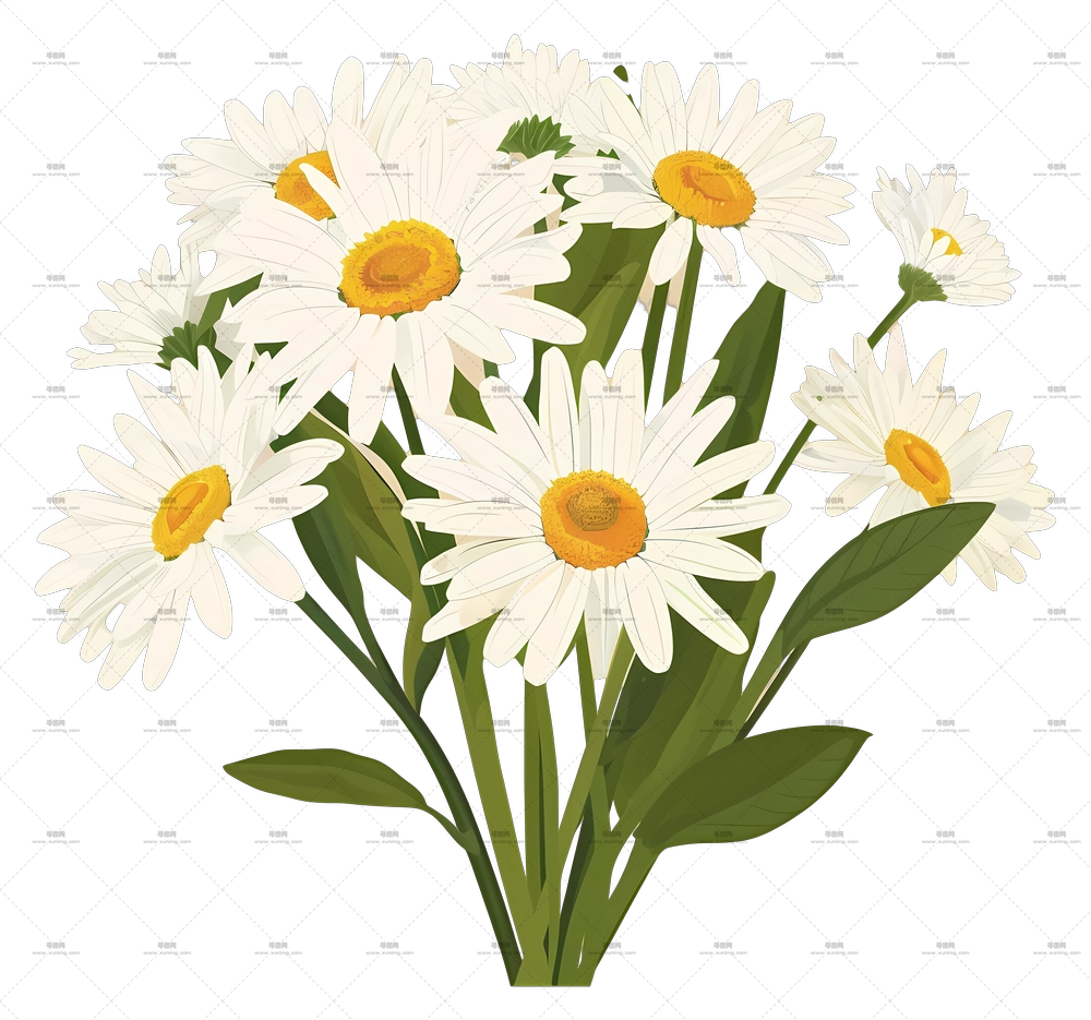 雏菊花束 – 白色雏菊花束PNG免抠图预览图
