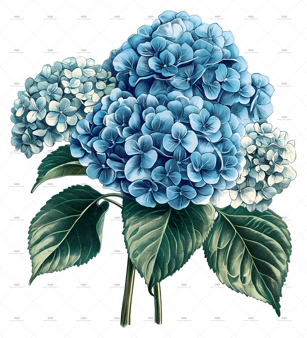 绣球花束 – 带绿叶的蓝色绣球花PNG免抠图预览图