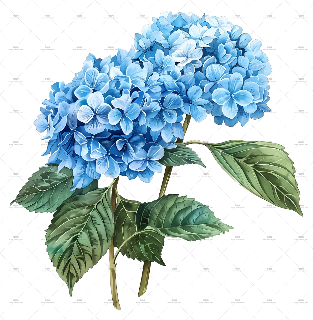 绣球花束 – 美丽的蓝色绣球花植物艺术PNG免抠图预览图