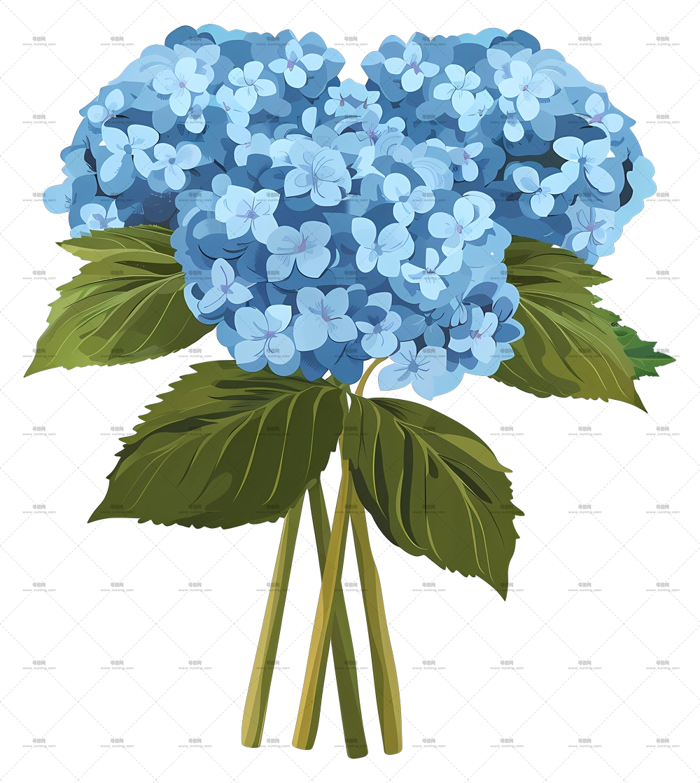 绣球花束 – 蓝色绣球花束插画PNG免抠图预览图