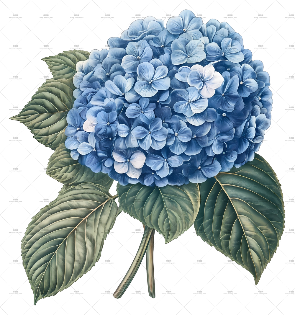 绣球花束 – 蓝色绣球花插画PNG免抠图预览图