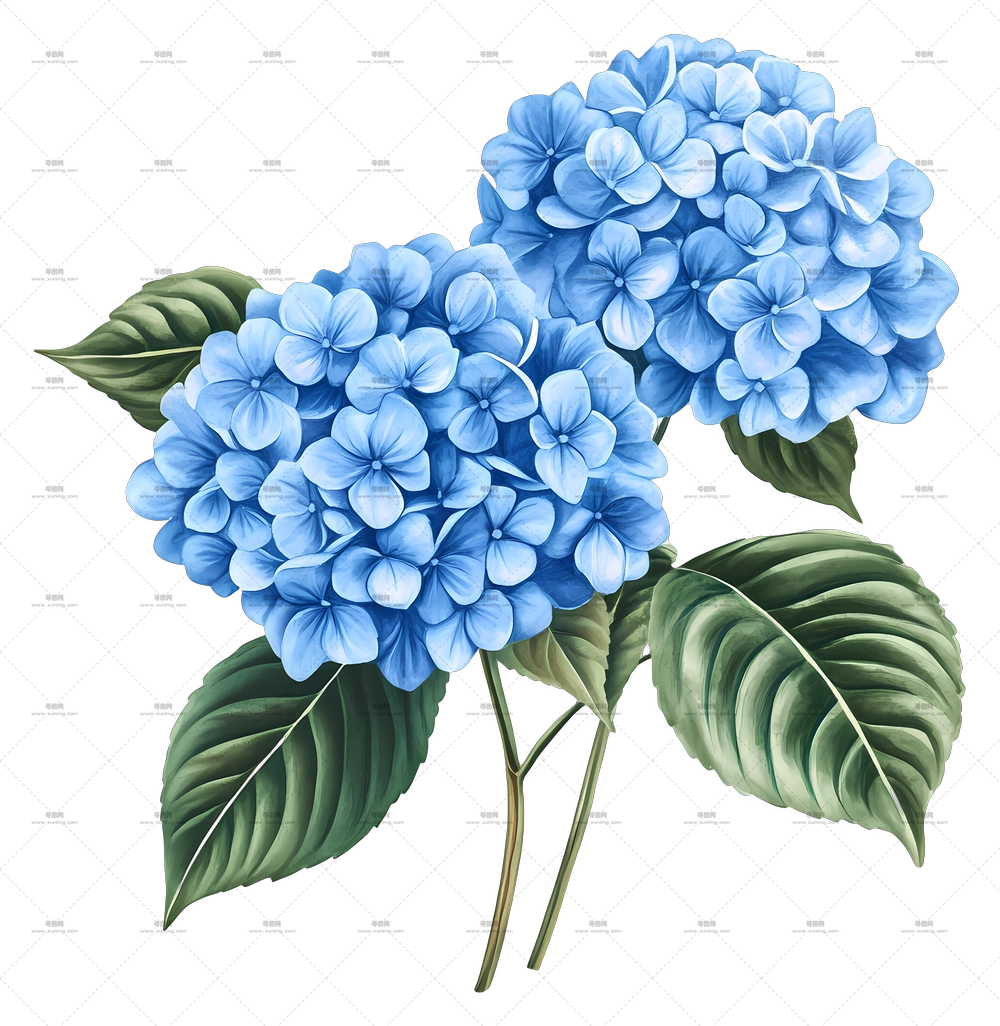 绣球花束 – 色彩鲜艳的蓝色绣球花与绿叶PNG免抠图预览图