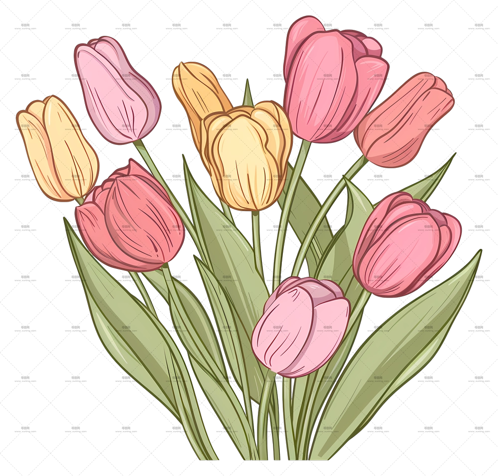 郁金香花束 – 多彩郁金香花插画PNG免抠图预览图