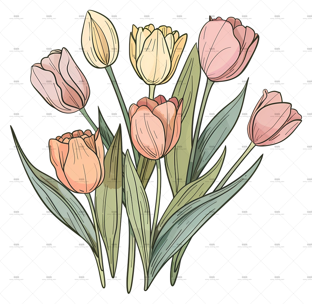 郁金香花束 – 正在盛开的淡彩郁金香插画PNG免抠图预览图