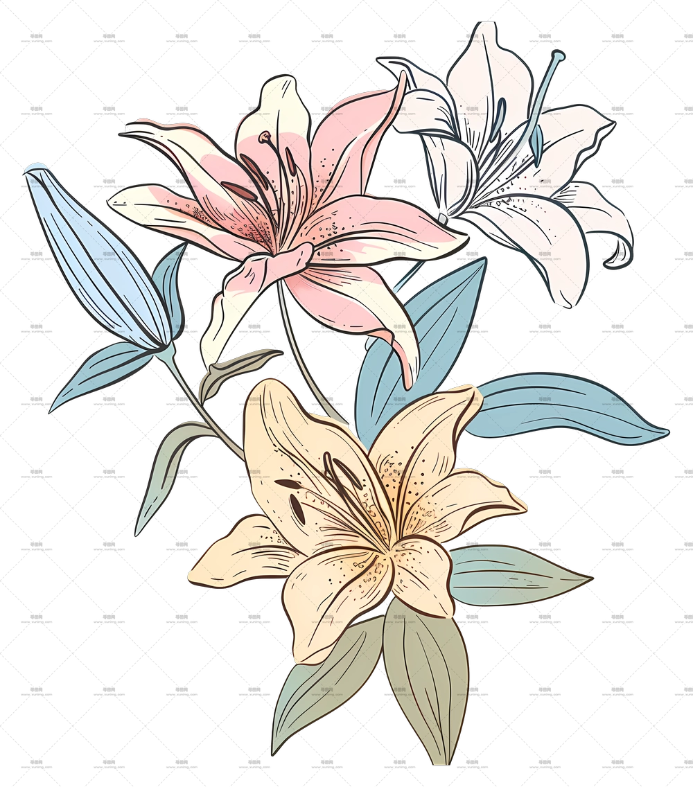 莉莉花束 – 带百合的精致花卉插画PNG免抠图预览图