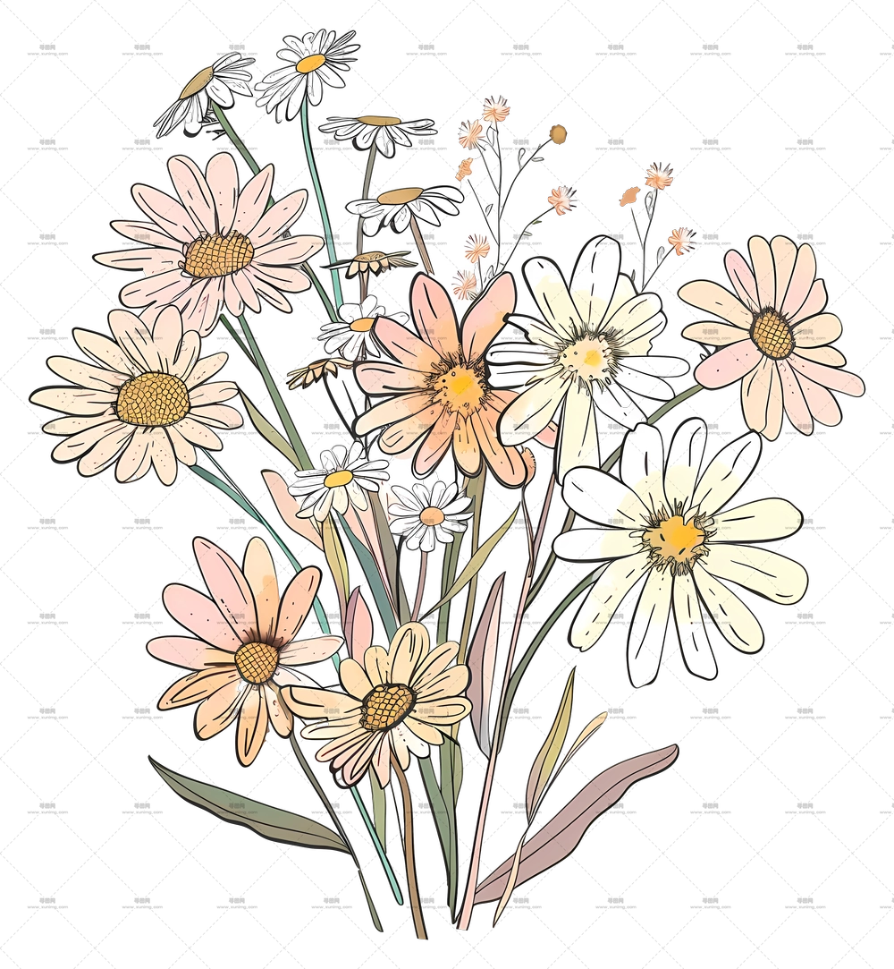雏菊花束 – 野花束插画PNG免抠图预览图