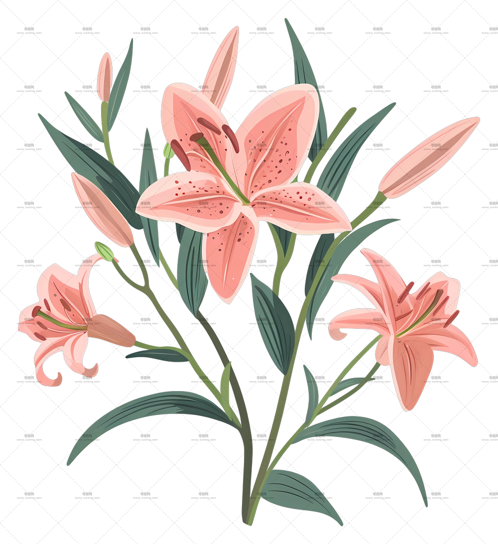 百合花束 – 粉色百合的优雅插画PNG免抠图预览图 百合花束 – 粉色百合的优雅插画PNG免抠图预览图